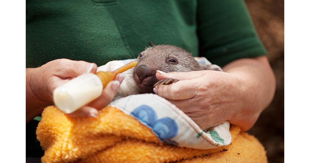 6 Popular Jobs Working With Animals