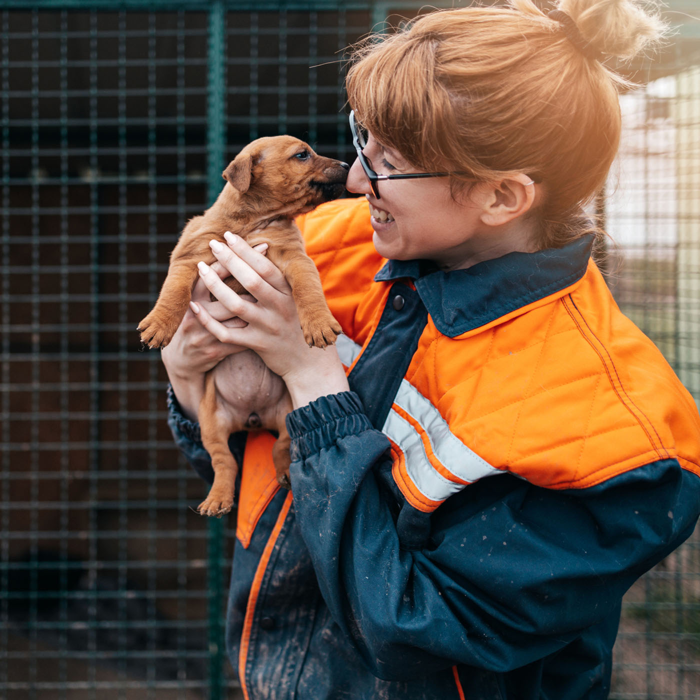 Animal Care Courses Online Open Colleges